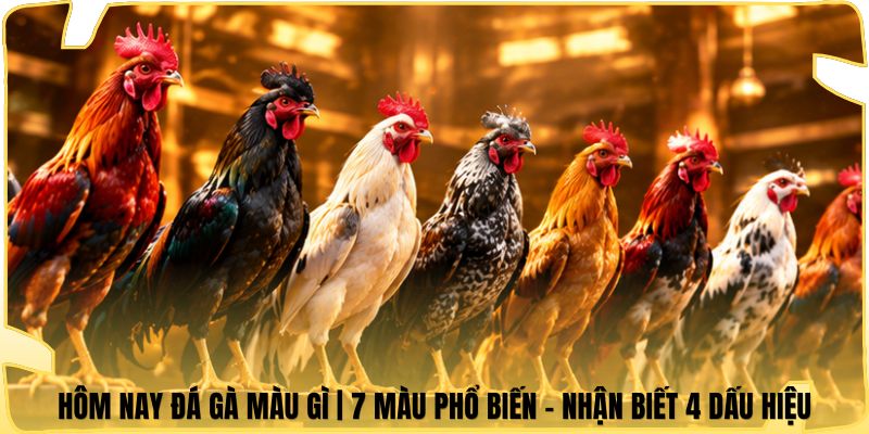 Hôm Nay Đá Gà Màu Gì | 7 Màu Phổ Biến - Nhận Biết 4 Dấu Hiệu
