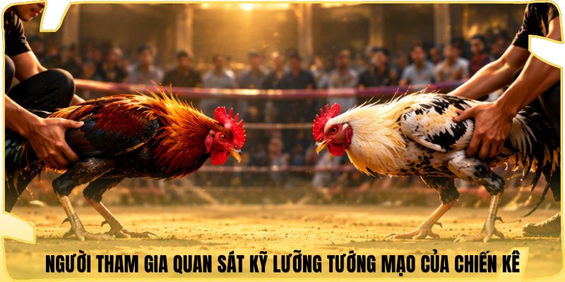 Người tham gia quan sát kỹ lưỡng tướng mạo của chiến kê
